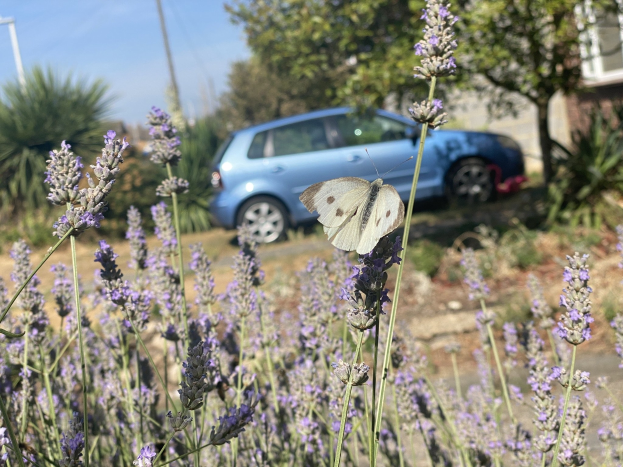 Blauer Wagen vor einem Lavendelfeld mit einer weißen Schmetterling auf einer Blume, Hintergrund enthält unscharfe Bäume, Pfähle und ein Gebäude.