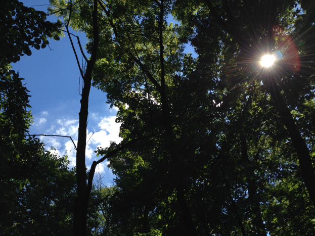 Helleres Sonnenlicht filtert durch einen dichten Wald hoher Bäume und erhellt den Himmel.