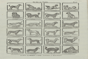Ein offenes altes Buch mit Abbildungen und Beschreibungen verschiedener Hunderassen.