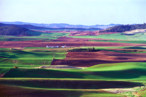Hügel der Palouse-Region in Washington mit grünem Gras, verstreuten Bäumen und Häusern, Strommasten im Vordergrund und Himmel im Hintergrund.