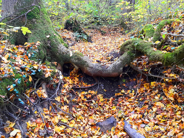 Ein umgestürzter Baum in einem Waldgebiet, dessen Wurzeln und Äste mit Moos bedeckt sind, umgeben von trockenen Blättern und anderen Bäumen im Hintergrund.