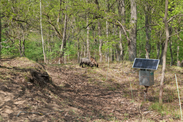 Zwei Tiere grasen in einem bewaldeten Gebiet mit einem Solarpanel auf einem Pfahl rechts, trockenes Laub und Gras bedecken den Boden, Bäume im Hintergrund.