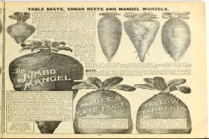 Ein aufgeschlagenes Buch zeigt eine ordentliche Reihe leuchtender Gemüse, darunter Rote Bete, Zuckerrüben und Mangold, mit etwas Überlappung und fett gedrucktem Text auf dem Buch.