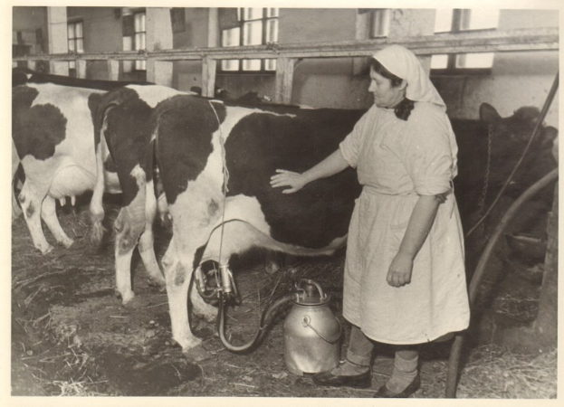 Eine Frau melkt eine Kuh in einem Stall, umgeben von anderen Kühen, einem Metallbehälter, Pfosten, einem Gebäude mit Fenstern und Gras.
