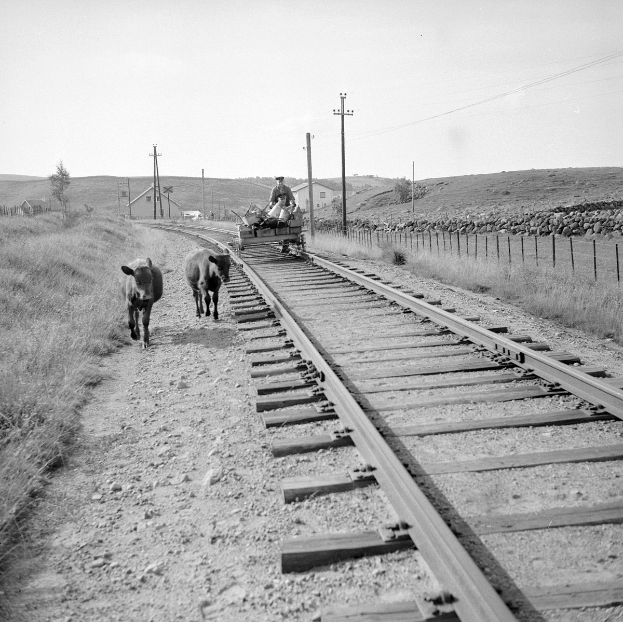 Schwarz-weiß-Foto von zwei Kühen, die auf den Schienen gehen, mit einer Person auf einem Fahrzeug im Vordergrund, Gras und einem Zaun auf beiden Seiten und Häusern, Bäumen, Pfählen und Himmel im Hintergrund.