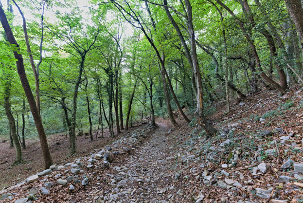 Ein schmaler Pfad windet sich durch einen dichten Wald mit hohen, grünen Bäumen, die Schatten über verstreute Felsen und abgefallene Zweige werfen.