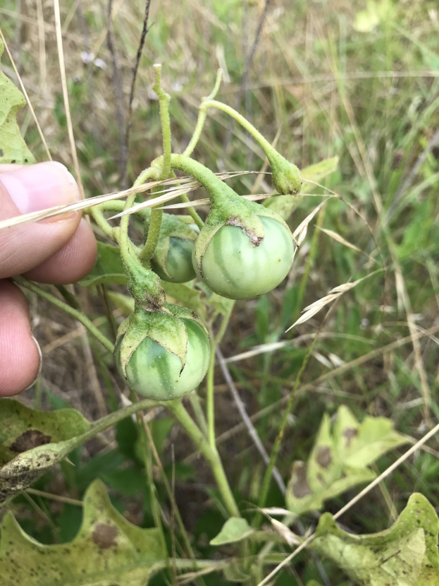 Grüne Tomaten an einer Pflanze mit sichtbarem Mehltau, gehalten von einer Person mit der linken Hand, mit grasigem Hintergrund.