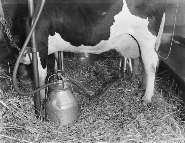 Schwarz-weißes Rind in einem Stall mit Gras und Melkmaschine.